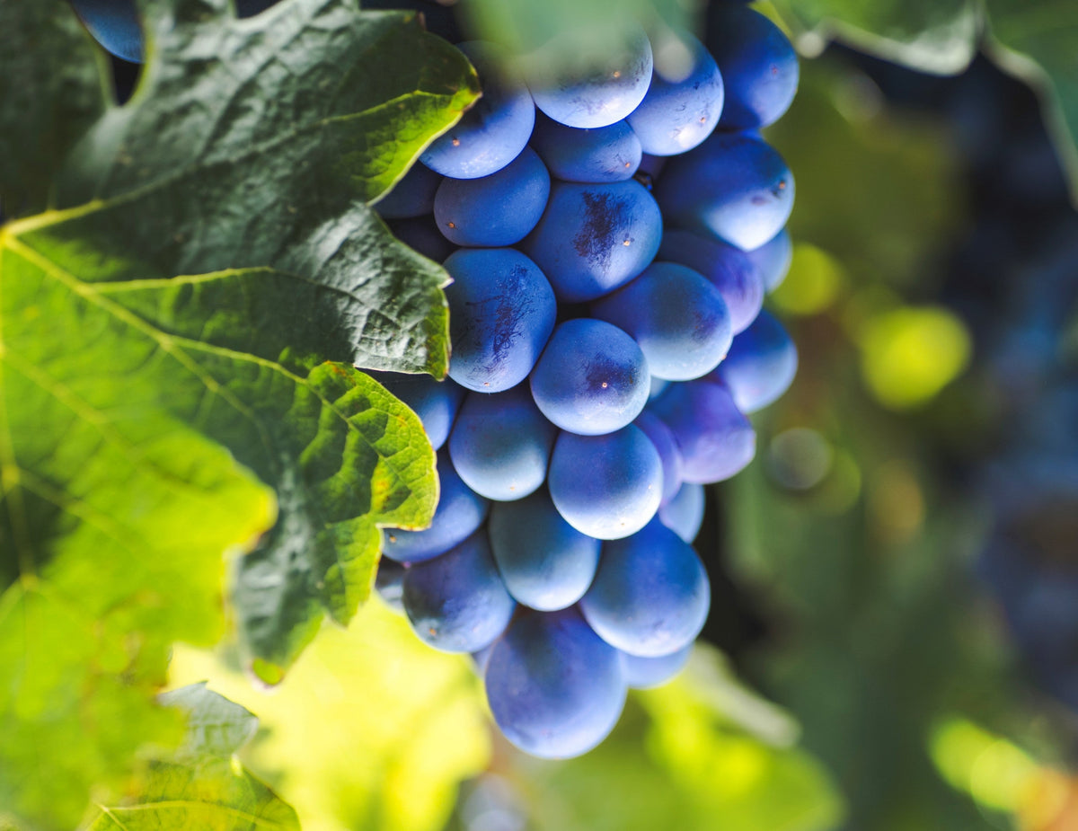 Barbera