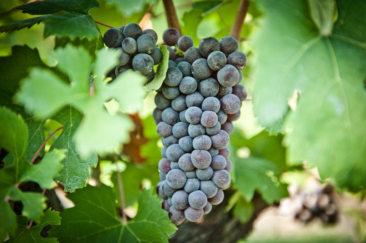 Nebbiolo