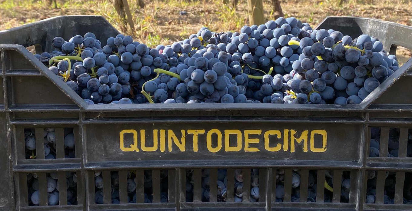 Quintodecimo