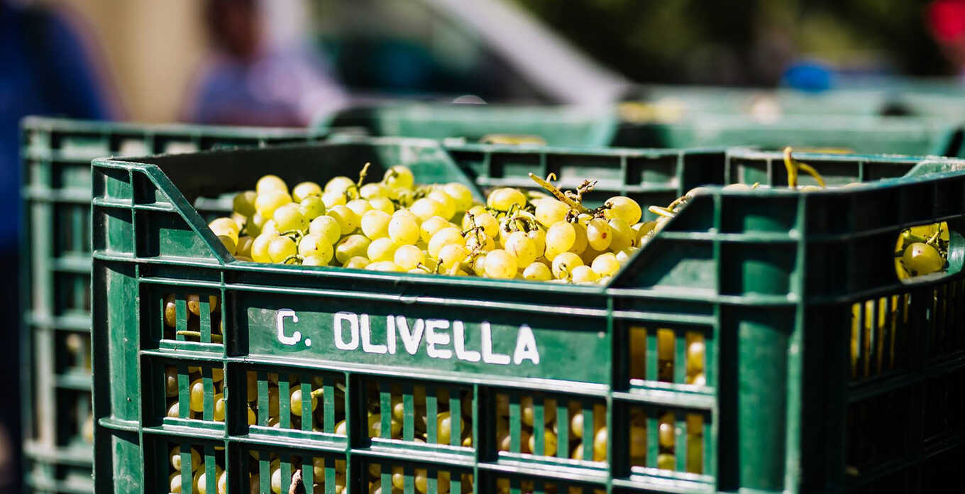 Cantine Olivella