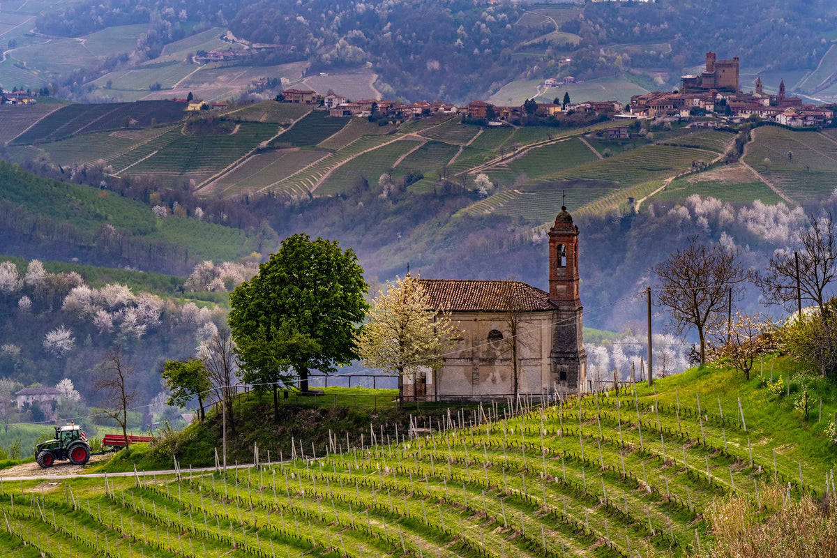 Nebbiolo delle Langhe
